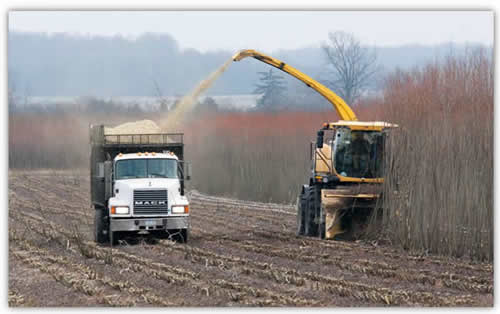 Harvesting Willow