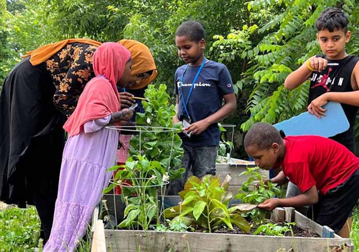 Young students tending to a vegetable garden together. There are lettuce, peppers, and herbs growing.